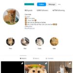 1K Kittens Cats Instagram Account for sale