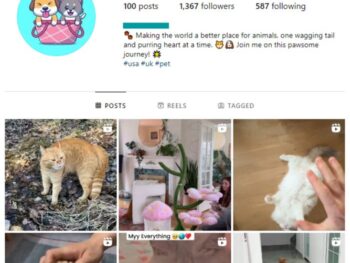 1K Pets Cats Animals Instagram Account for sale