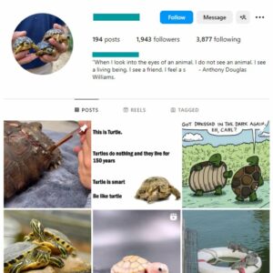 1K Tortoise Animal Instagram Account for sale