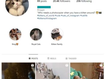 20K Pets Cats Animals Instagram Account for sale