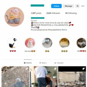 250K Cute Cats Instagram Account for sale