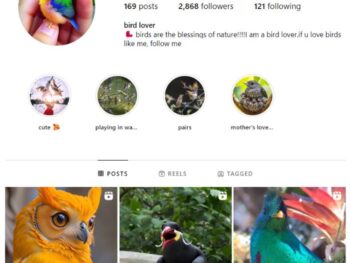 2K Birds Nature Instagram Account for sale