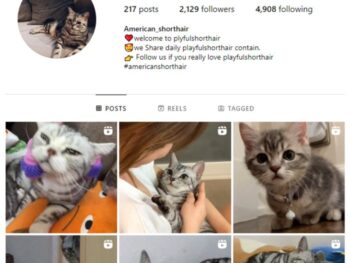 2K Cats Pets Instagram Account for sale