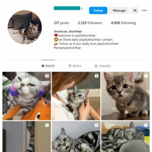 2K Cats Pets Instagram Account for sale