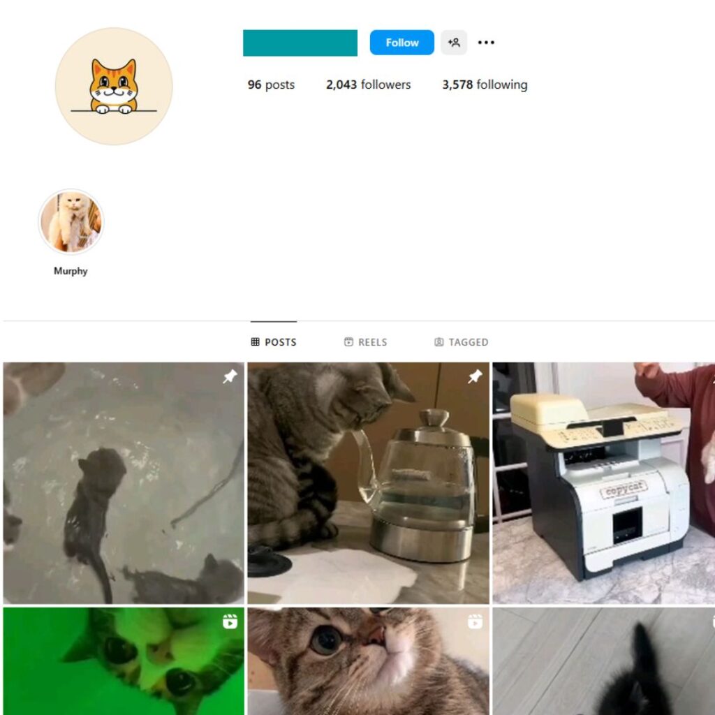 2K Cute Cats Instagram Account for Sale