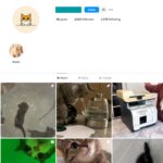 2K Cute Cats Instagram Account for Sale