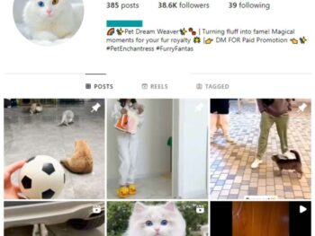 38K Viral Cats Instagram Account for sale