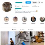 3K Cats Pets Instagram Account for sale