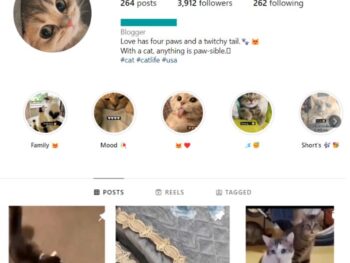 3K Cats Pets Instagram Account for sale