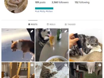 3K Viral Cats Instagram Account for sale