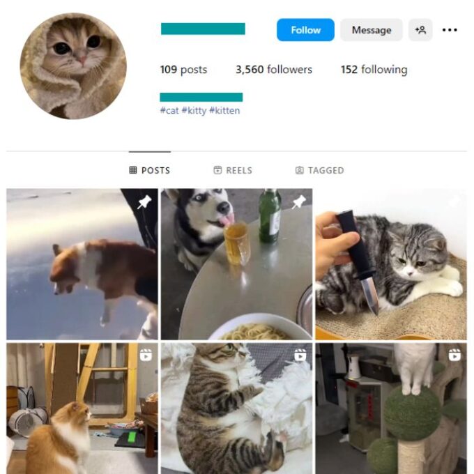 3K Viral Cats Instagram Account for sale
