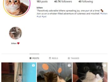 40K Cute Cats Instagram Account for sale