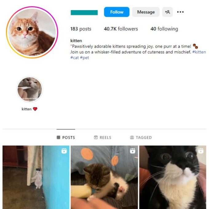 40K Cute Cats Instagram Account for sale