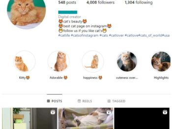 4K Kittens Cats Instagram Account for sale