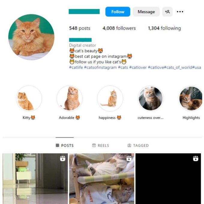 4K Kittens Cats Instagram Account for sale