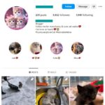 5K Cats Pets Instagram Account for sale