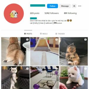 5K Cute Cats Instagram Account for sale