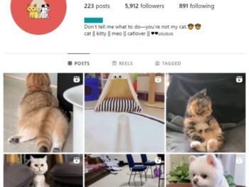 5K Cute Cats Instagram Account for sale