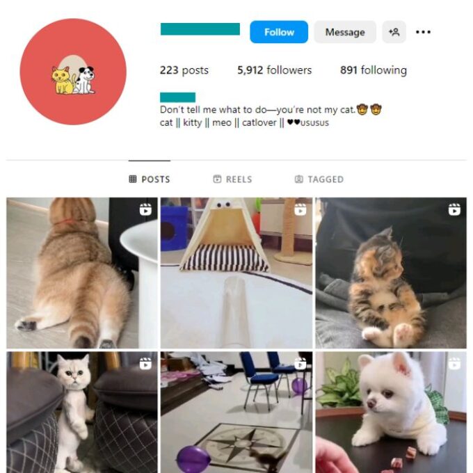 5K Cute Cats Instagram Account for sale