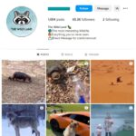 60K Viral Animals Instagram Account for sale