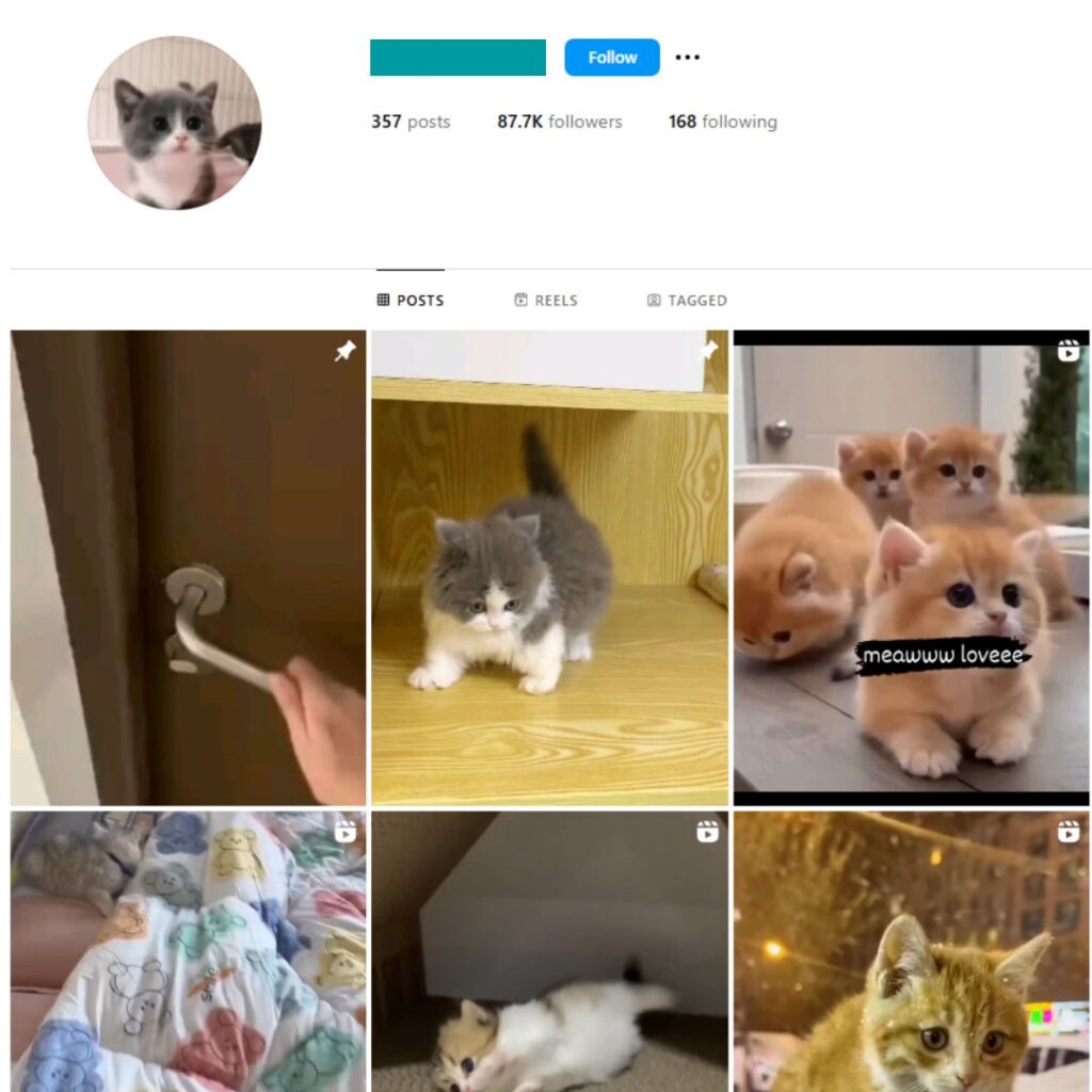 80K Pets Cats Animals Instagram Account for Sale