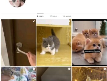 80K Pets Cats Animals Instagram Account for Sale