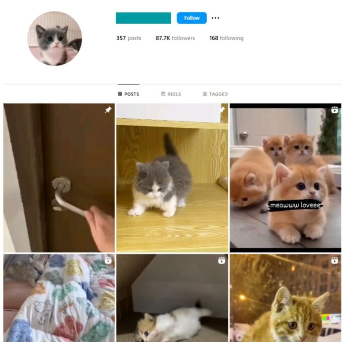 80K Pets Cats Animals Instagram Account for Sale