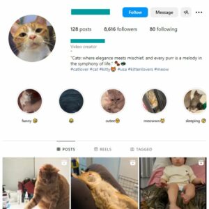 8K Cats Pets Instagram Account for sale