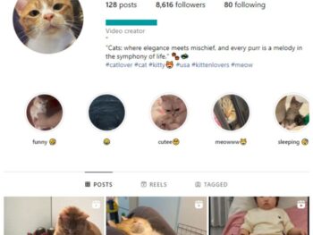 8K Cats Pets Instagram Account for sale