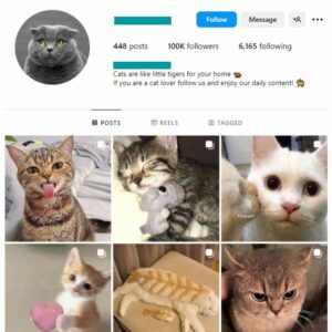 95K Viral Cats Instagram Account for sale