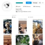 9K Dogs Pets Instagram Account for sale