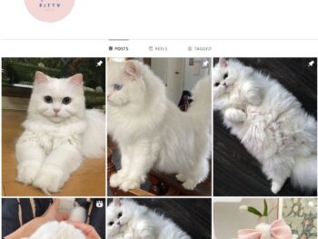 100K Kittens Cats Instagram Account for Sale