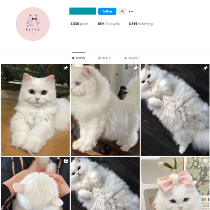 100K Kittens Cats Instagram Account for Sale