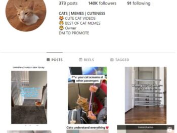 140K Funny Cats Instagram Account for sale