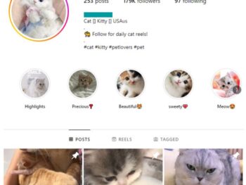 170K Cats Pets Instagram Account for sale
