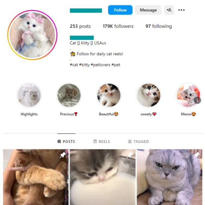 170K Cats Pets Instagram Account for sale