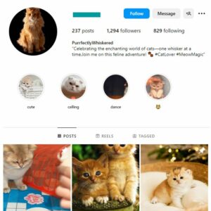 1K Cute Cats Instagram Account for sale