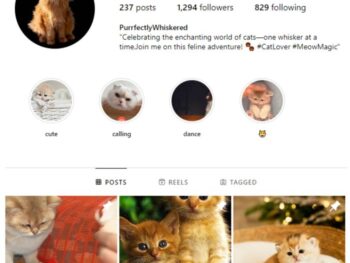 1K Cute Cats Instagram Account for sale