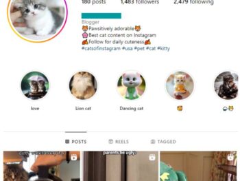 1K Kittens Cats Instagram Account for sale