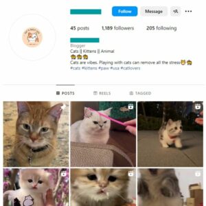 1K Pets Cats Instagram Account for sale