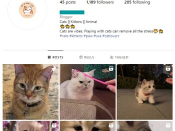 1K Pets Cats Instagram Account for sale
