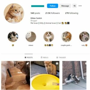 20K Cute Cats Instagram Account for sale