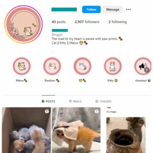 2K Cute Cats Instagram Account for sale