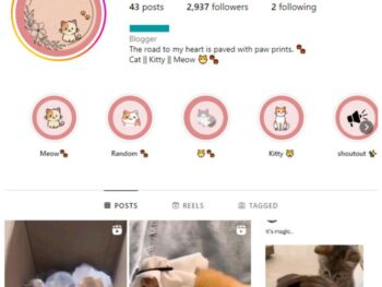 2K Cute Cats Instagram Account for sale