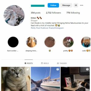 2K Kittens Cats Instagram Account for sale