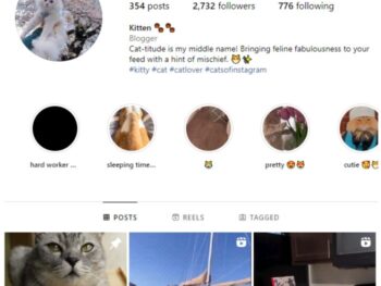 2K Kittens Cats Instagram Account for sale
