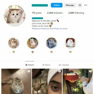 2K Kittens Cats Instagram Account for sale