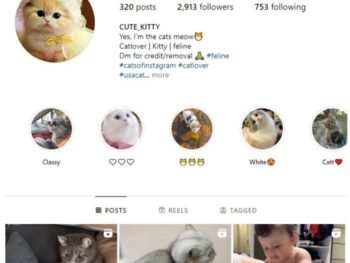 2K Pets Cats Instagram Account for sale