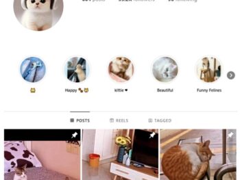 35K Viral Cats Instagram Account for sale