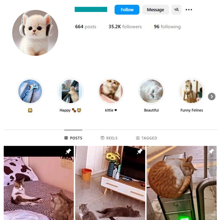 35K Viral Cats Instagram Account for sale